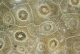 Polished Fossil Coral (Actinocyathus) - Morocco #85050-1